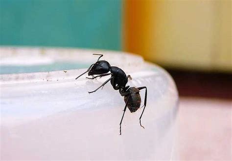 上腹部大 家裡有螞蟻怎麼處理